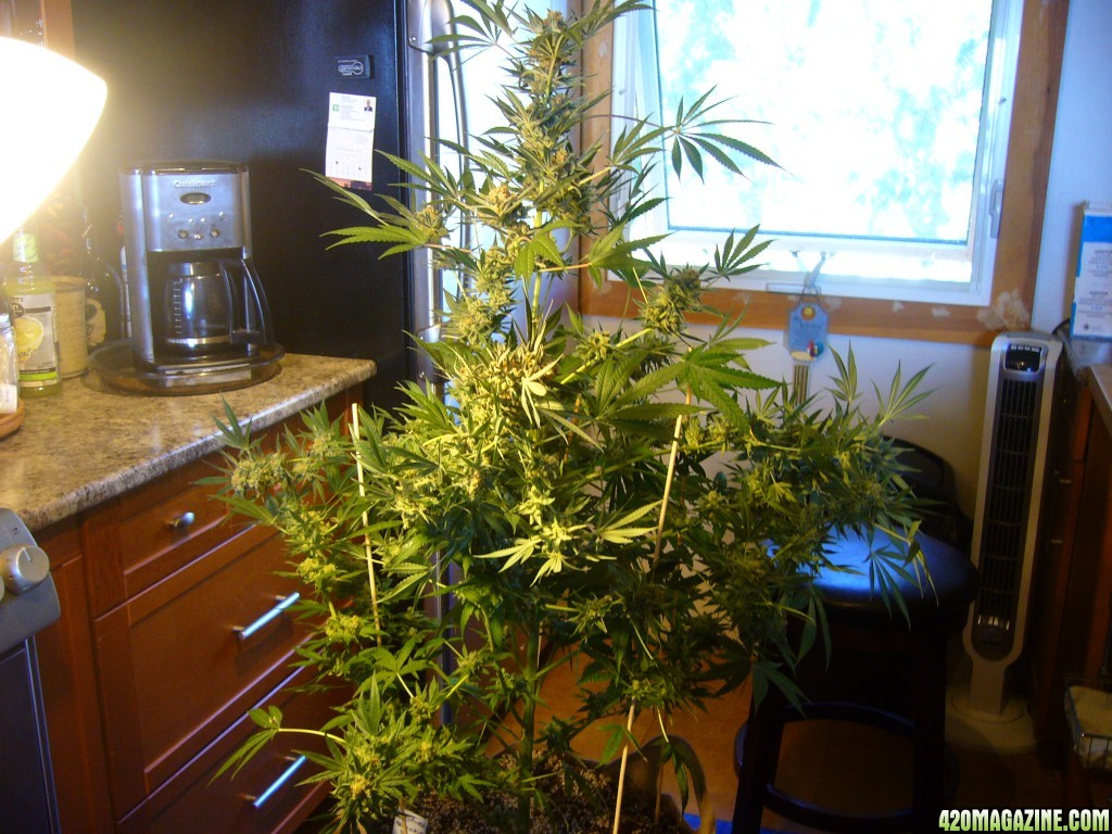 h00ks Hillbilly Grow 2016