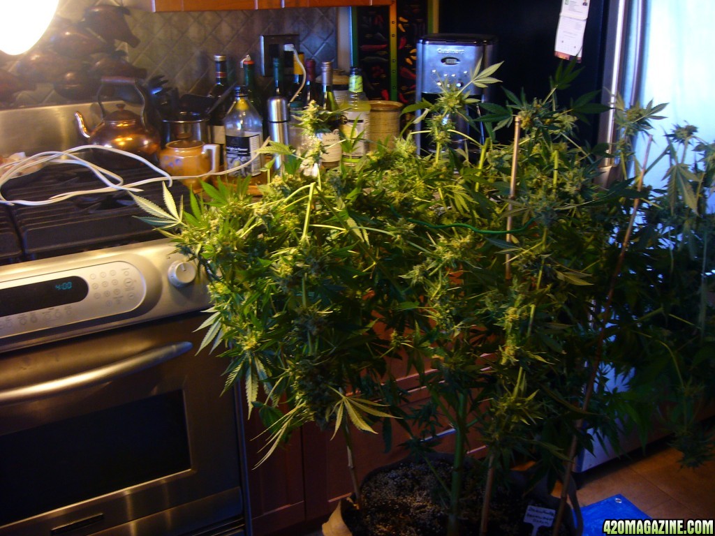 h00ks Hillbilly Grow 2016