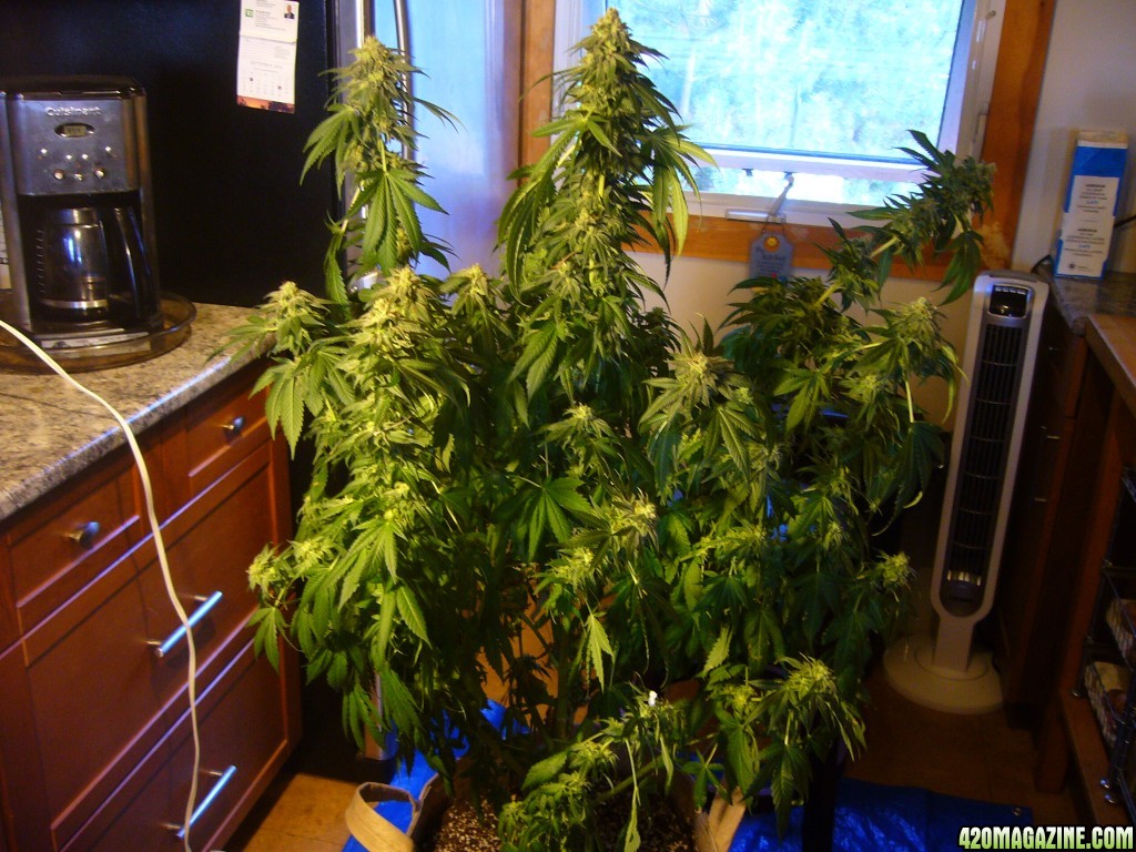 h00ks Hillbilly Grow 2016