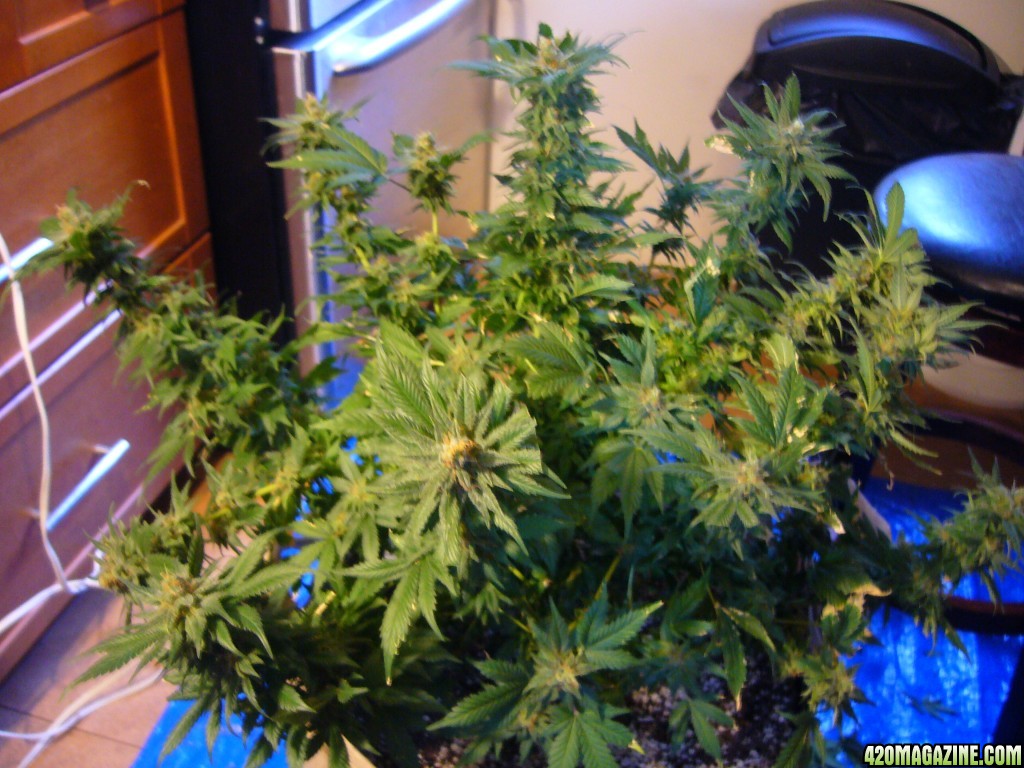 h00ks Hillbilly Grow 2016