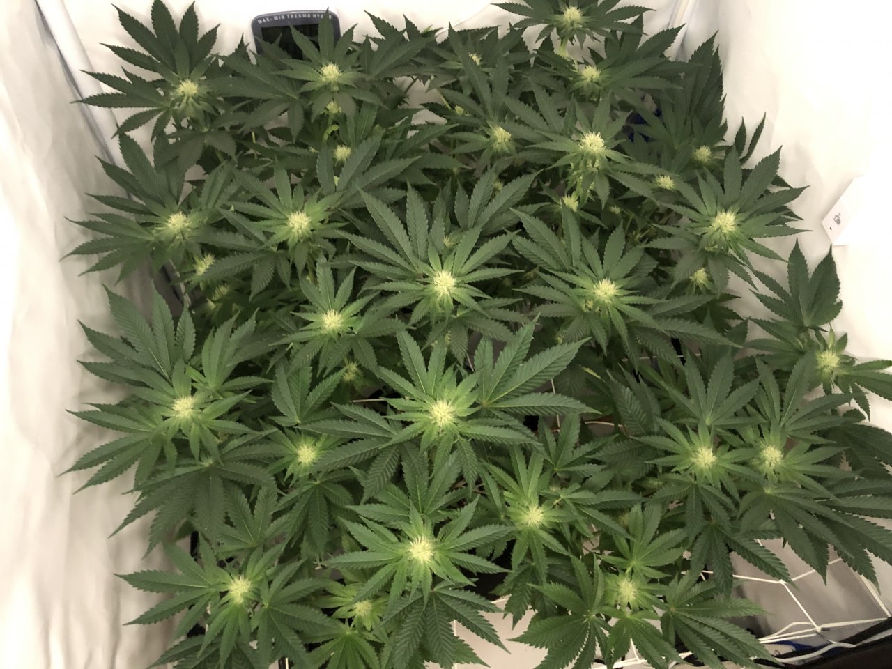 Half way through Flower week 5