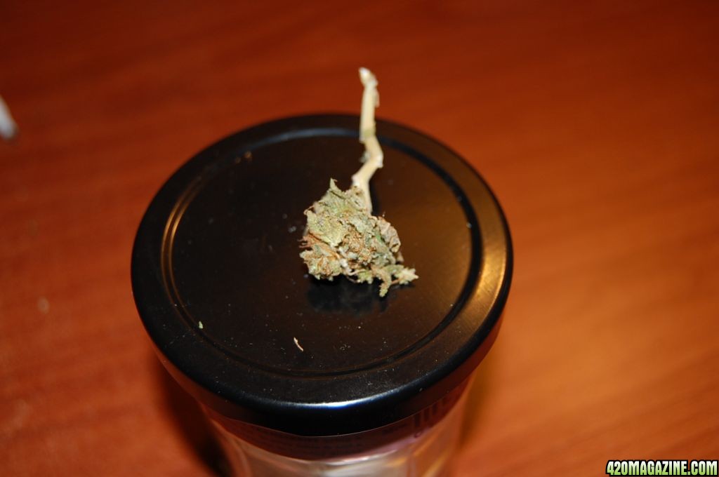 half_smoked_bud