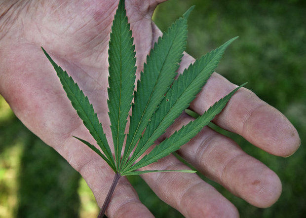 Hand Cannabis Leaf