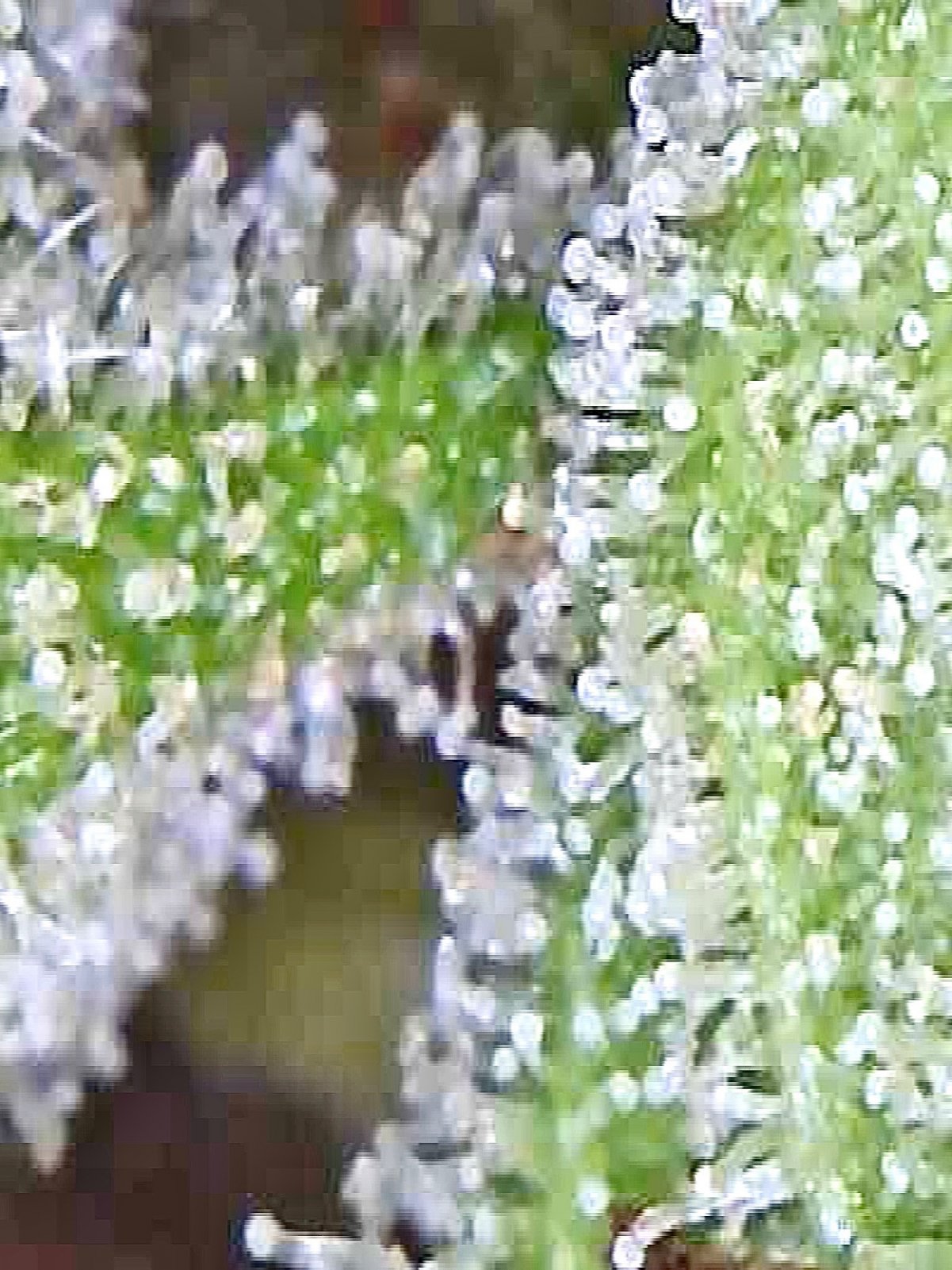 Hand held trichome pic Z.jpg