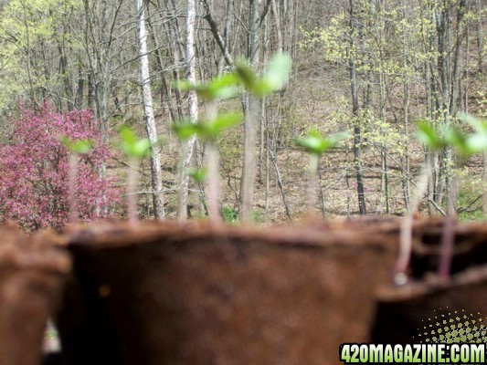 hApPy SpRiNg...My 1st GrOw!