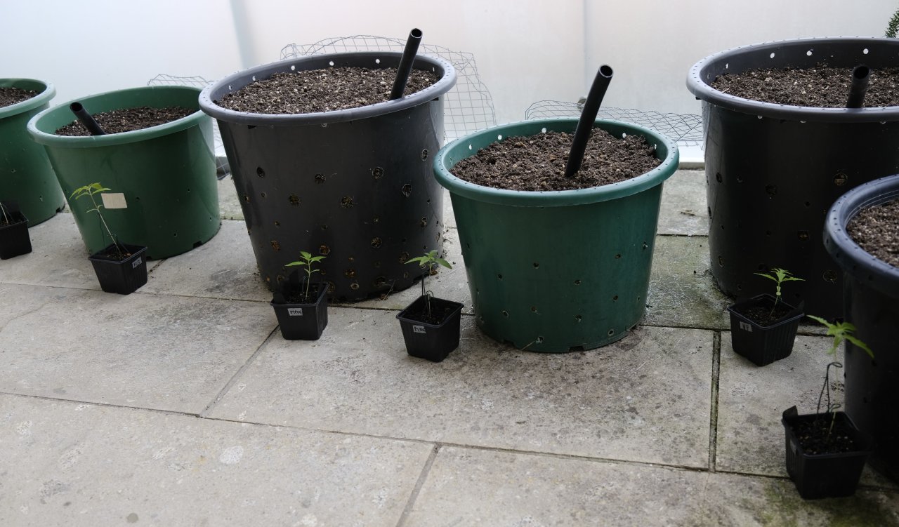 Hardened up seedlings standing next to their allotted pots