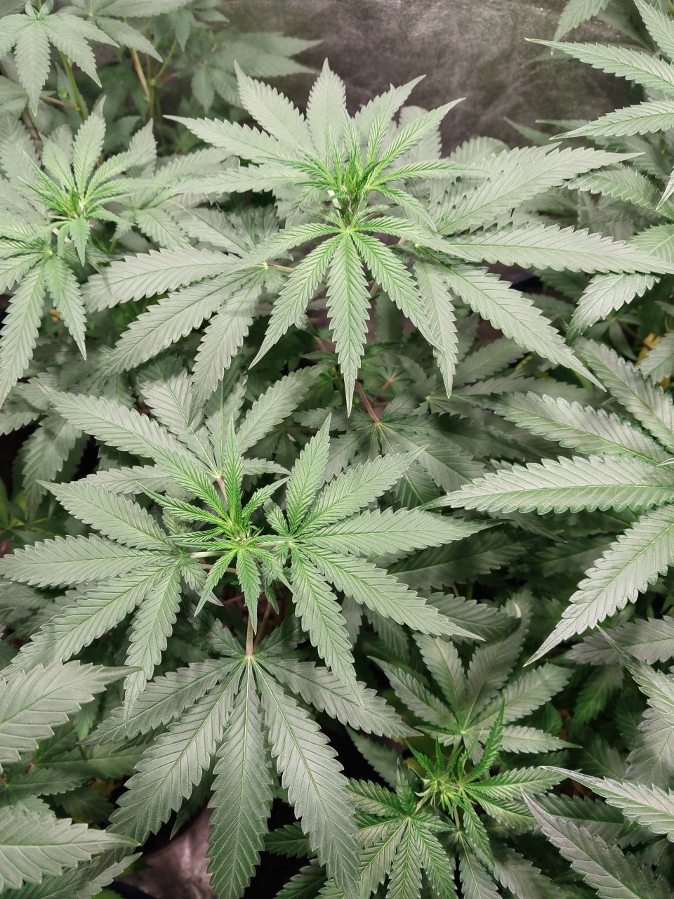 Harlequin x Chocolate Thai (1).jpg