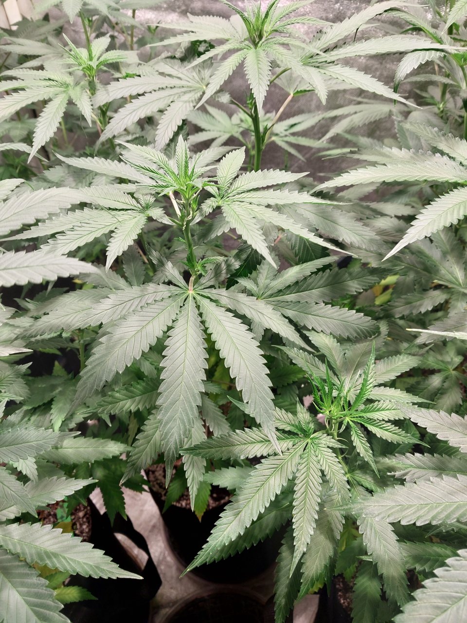 Harlequin x Chocolate Thai (2).jpg