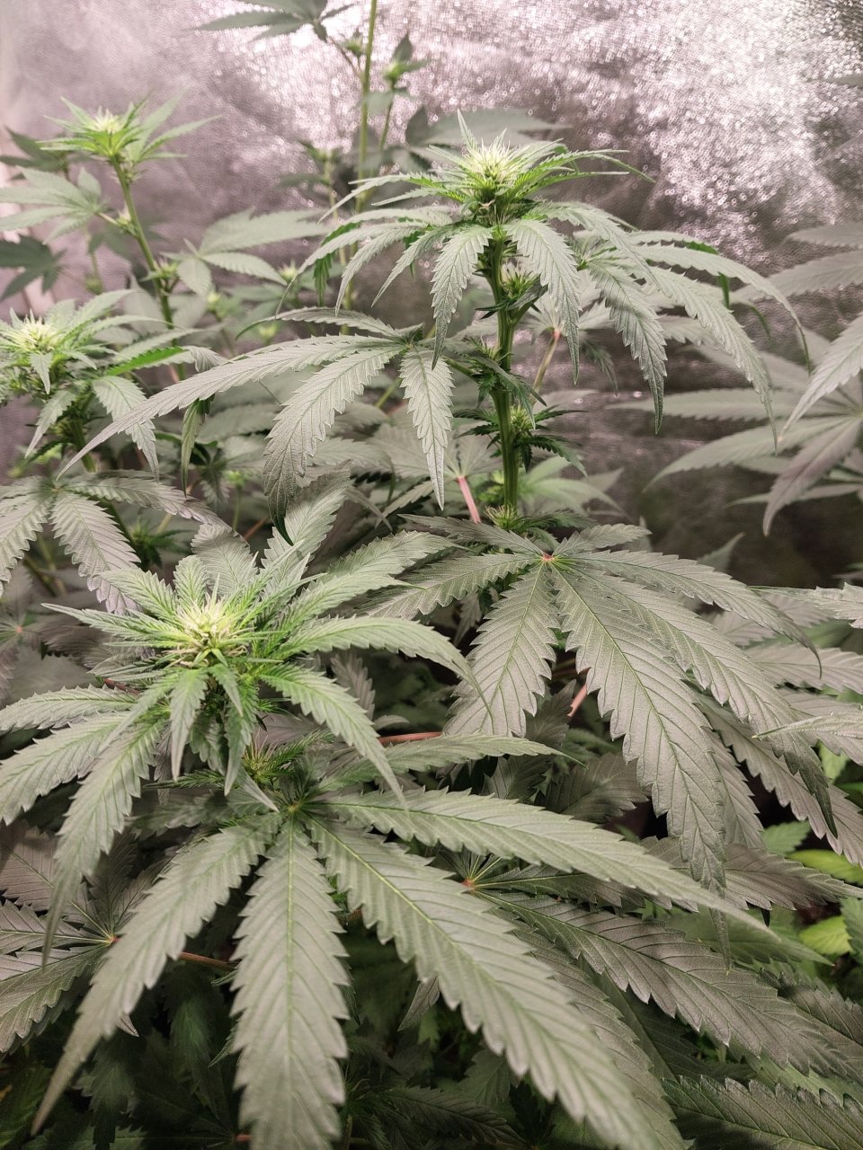 Harlequin x Chocolate Thai (2).jpg