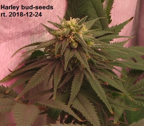 Harley bud-seeds 2.JPG