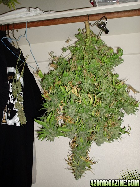 Harvest 4/30