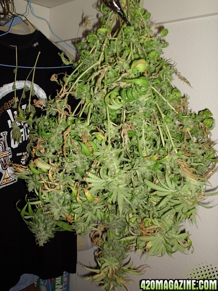 Harvest 4/30