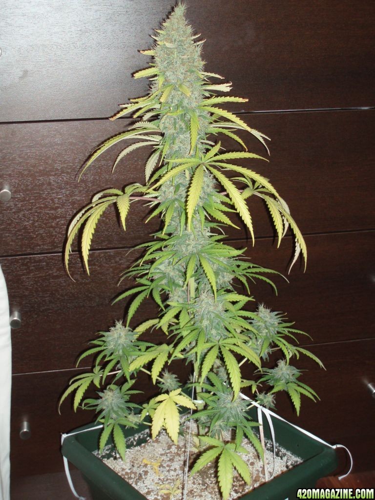 harvest after 9 week flowering