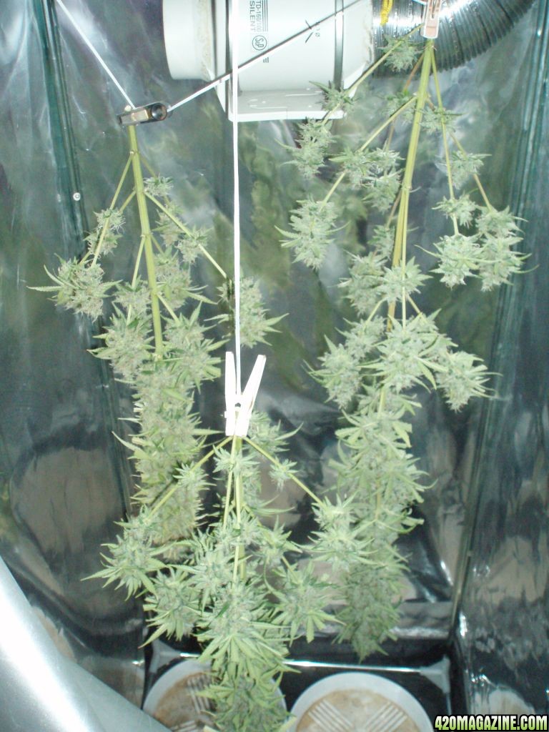 harvest after 9 week flowering