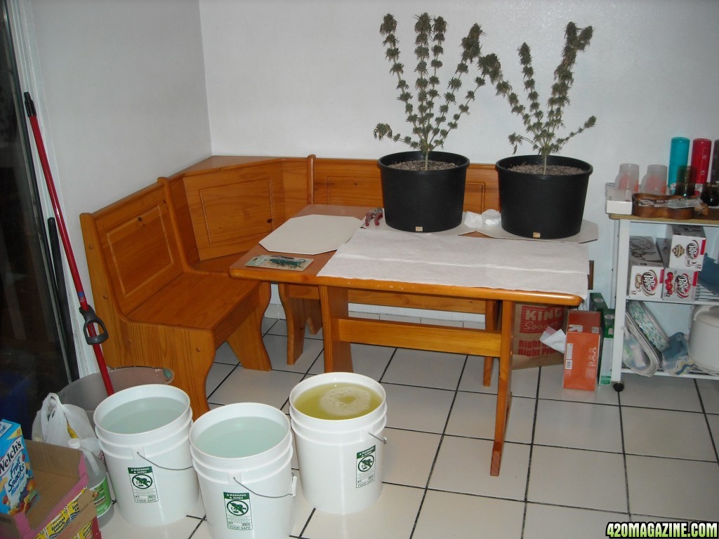 Harvest and bud washing setup