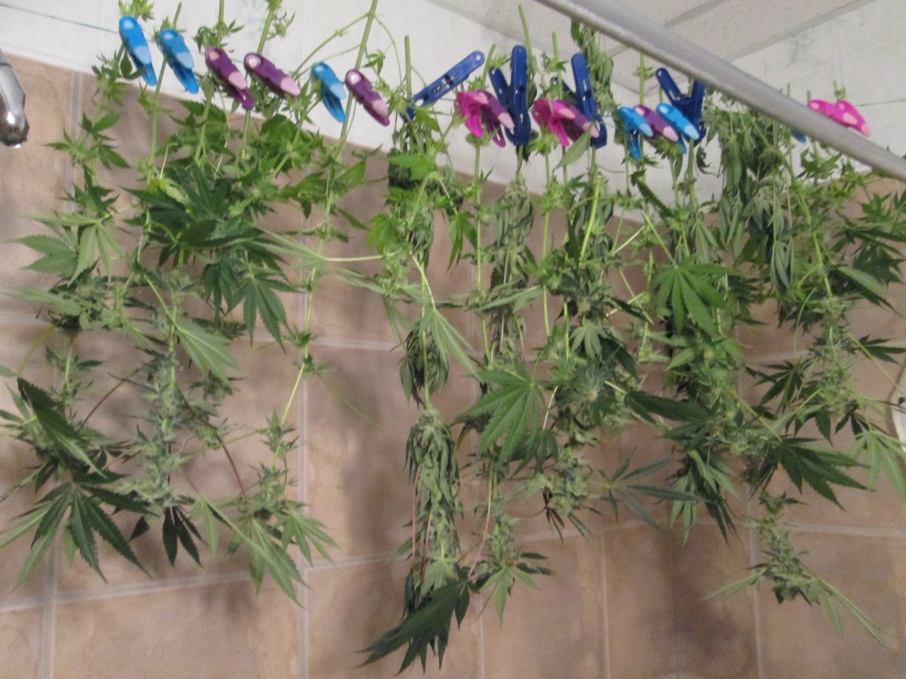 Harvest April 01 2019 CBD Critical.JPG