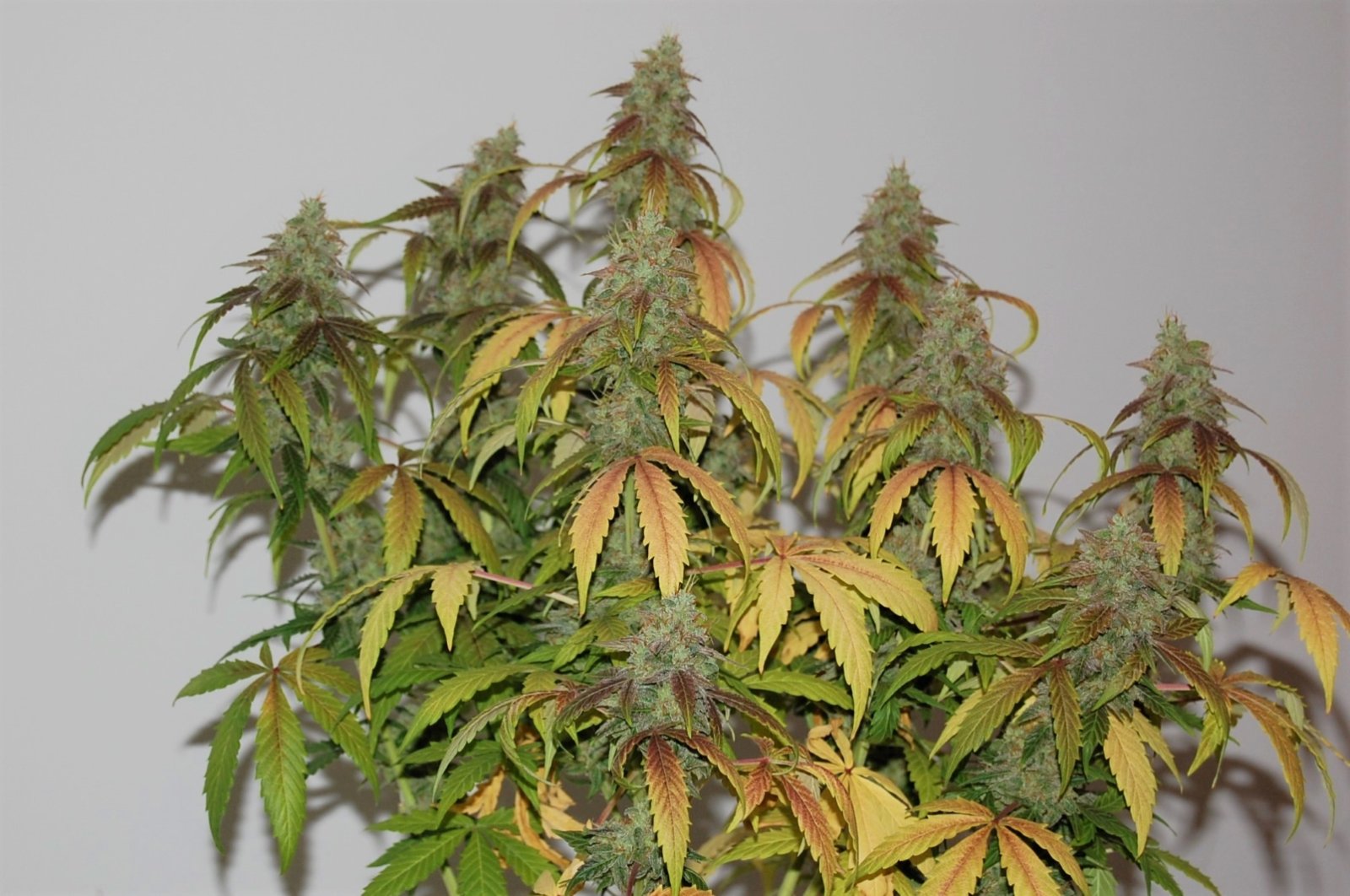 harvest-bud.jpg