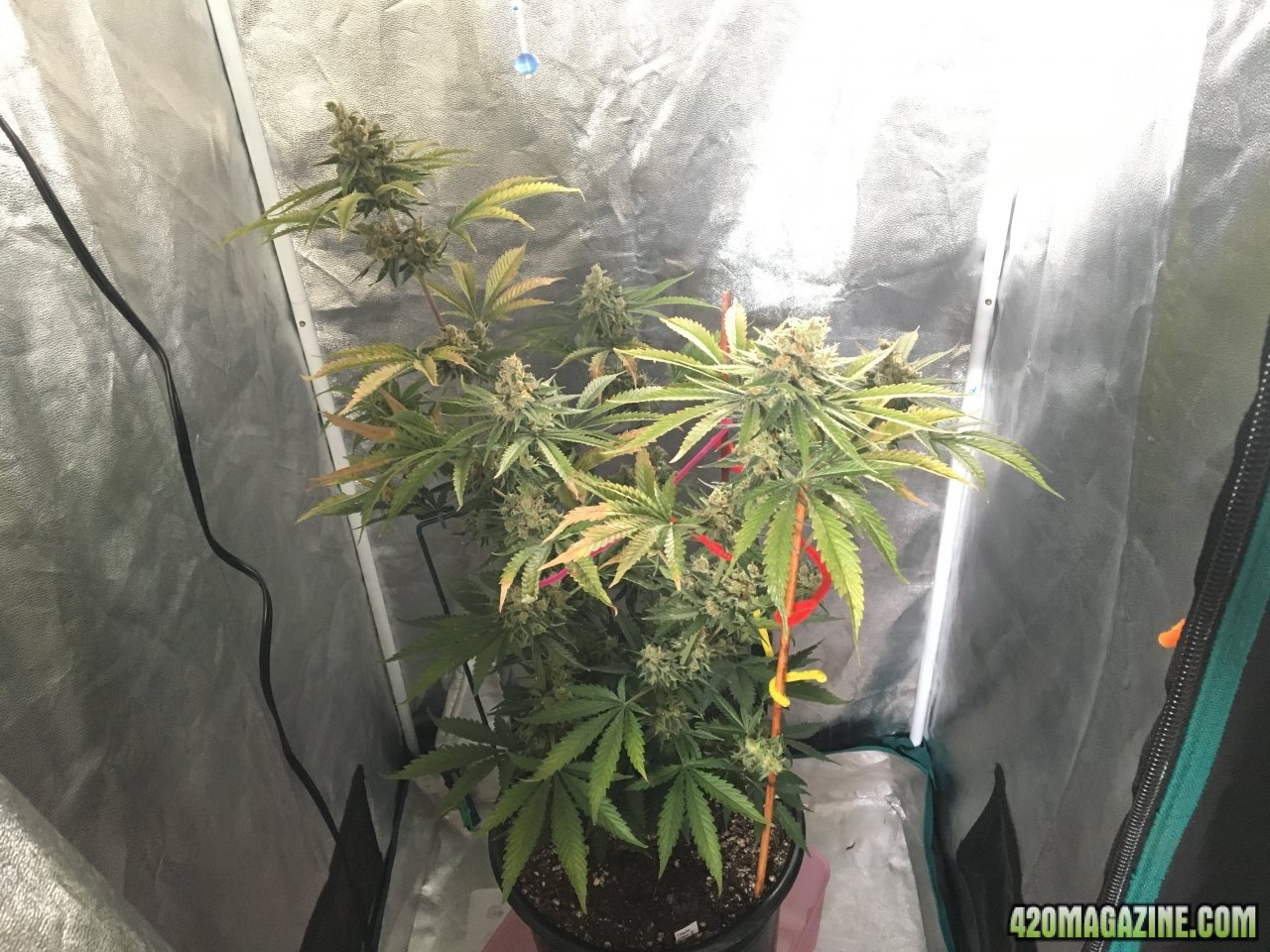 Harvest: Candy Cane 4 (Day 128, flip + 66)