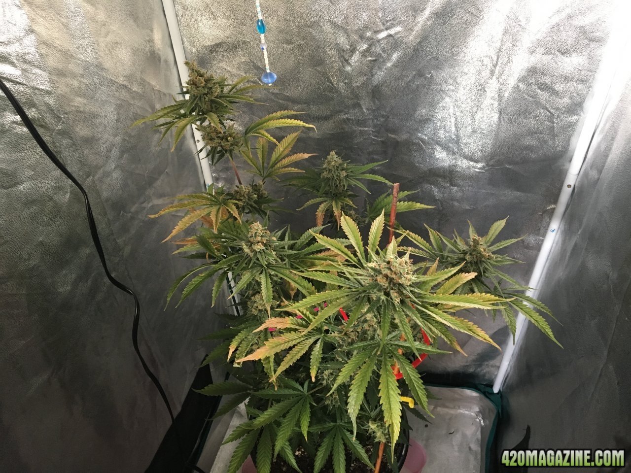 Harvest: Candy Cane 4 (Day 128, flip + 66)