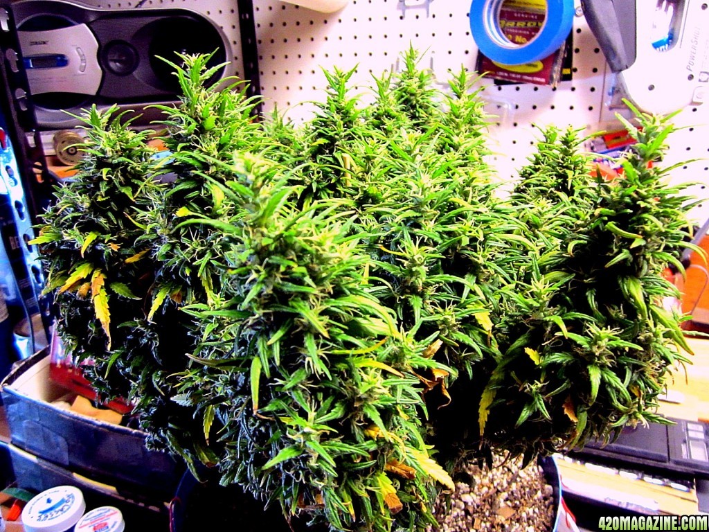 Harvest Day 3_29_14