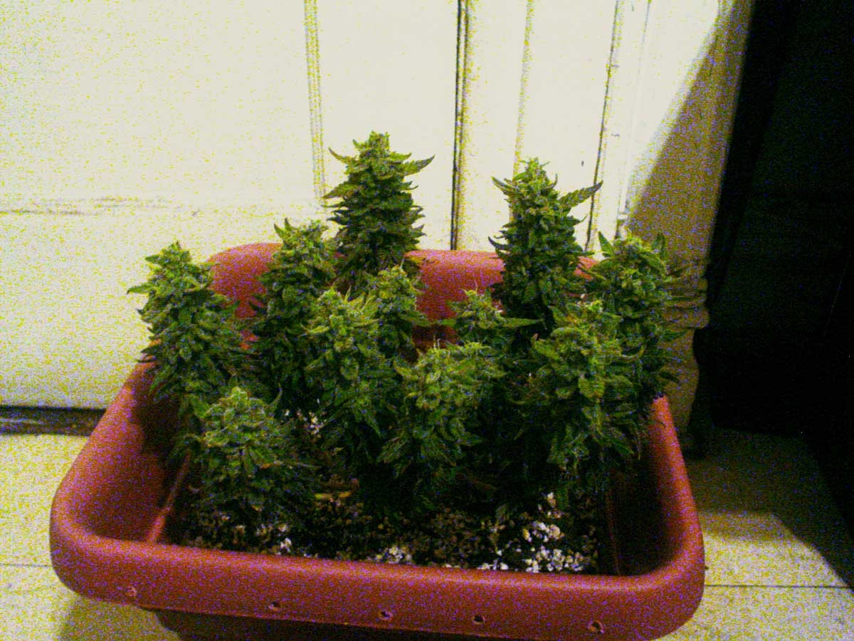 harvest-day-cfl-grow.jpg