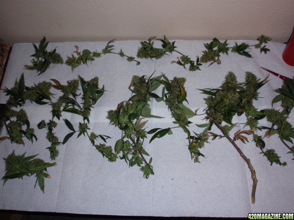 Harvest Day - Diablo Clippings