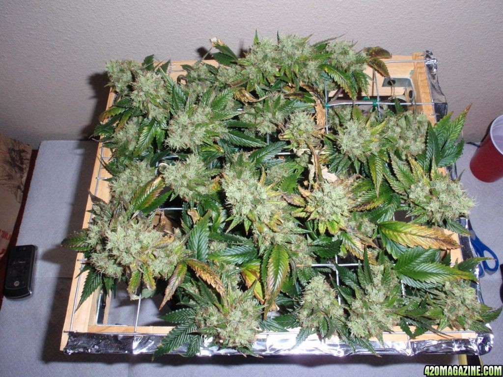 Harvest Day - Diablo