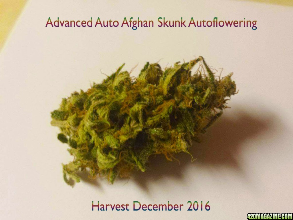 Harvest December 2016