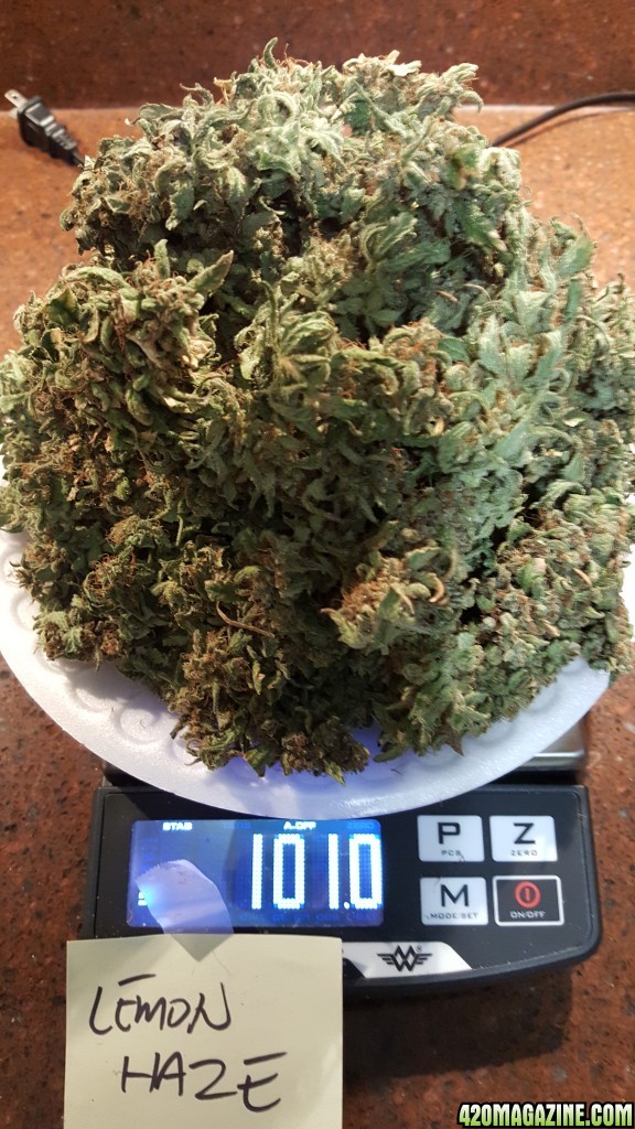 Harvest Dry Weight
