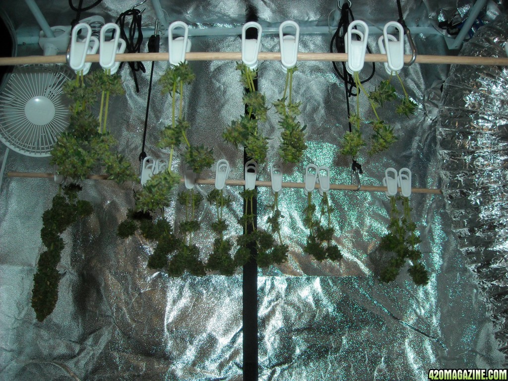 Harvest hanging to dry in grow box