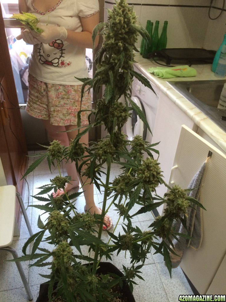 Harvest Lola