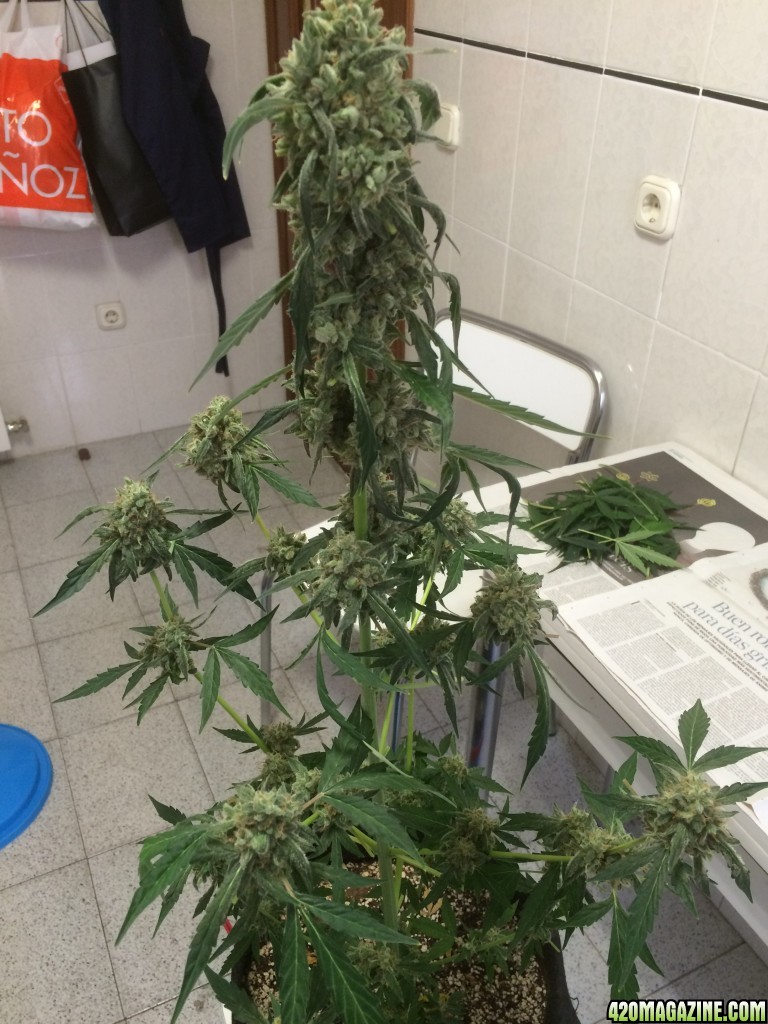 Harvest Lola