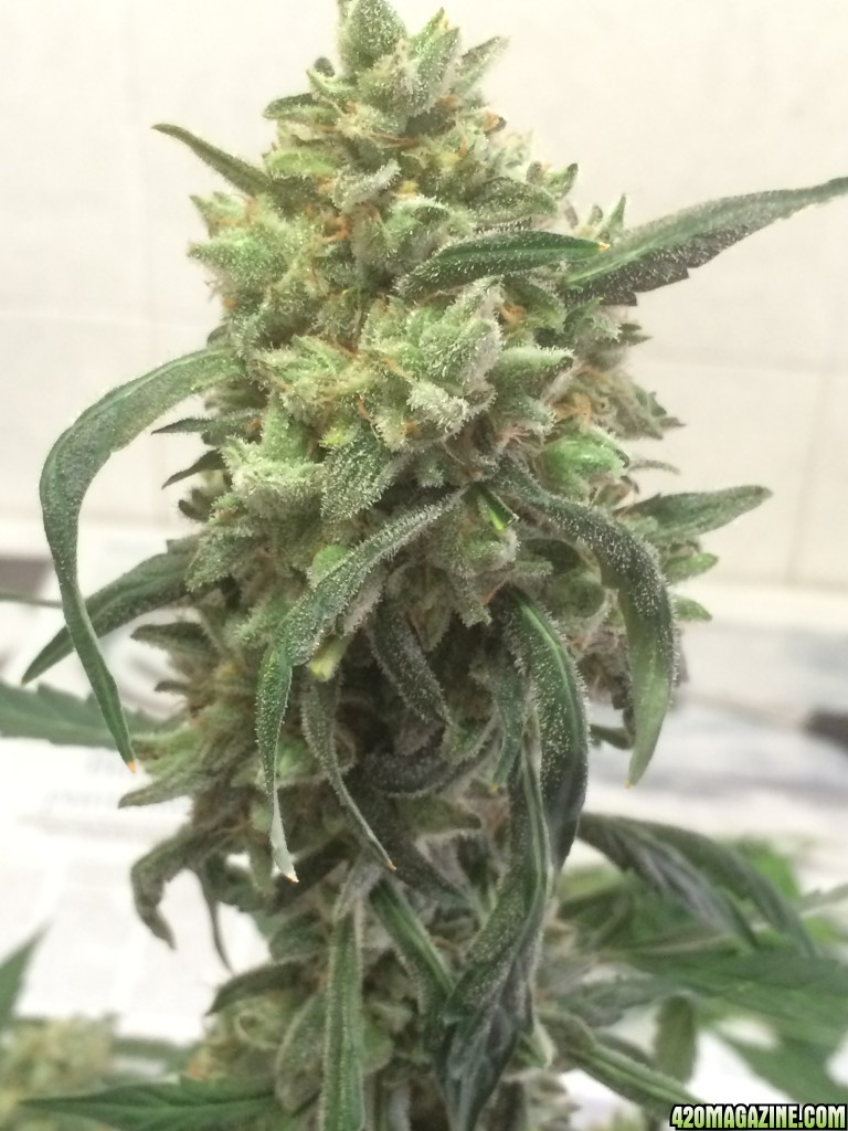 Harvest Lola