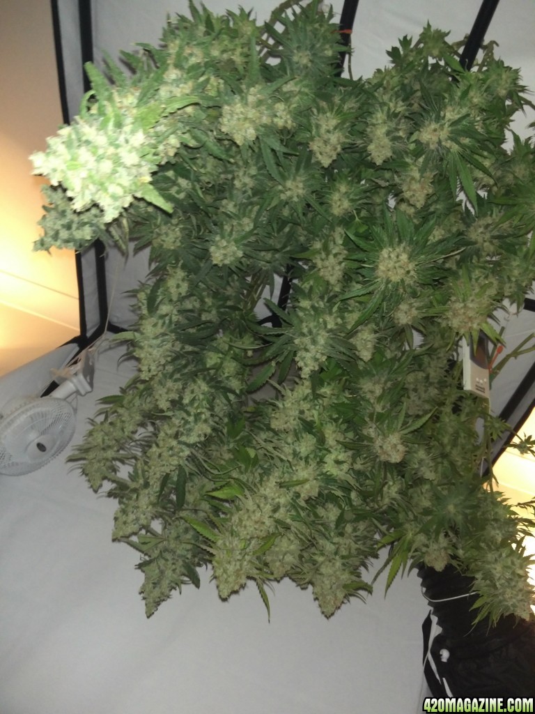 Harvest of 1 x Pinapple kush 1 x critical ush