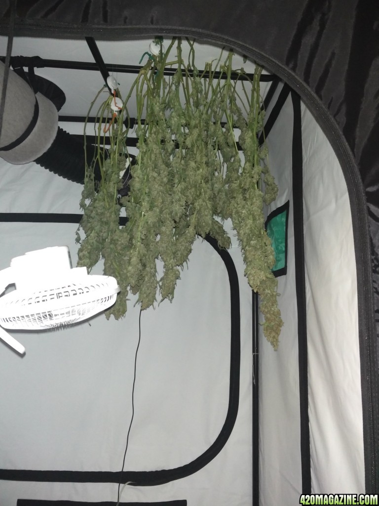 Harvest of 1 x Pinapple kush 1 x critical ush