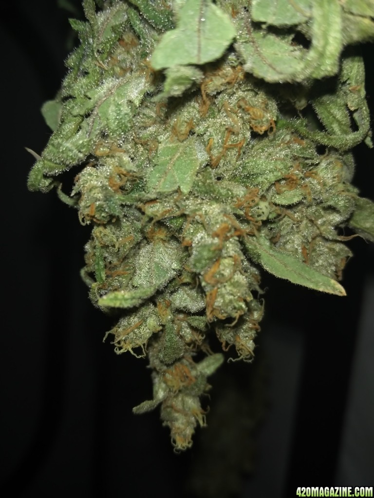 Harvest of 1 x Pinapple kush 1 x critical ush