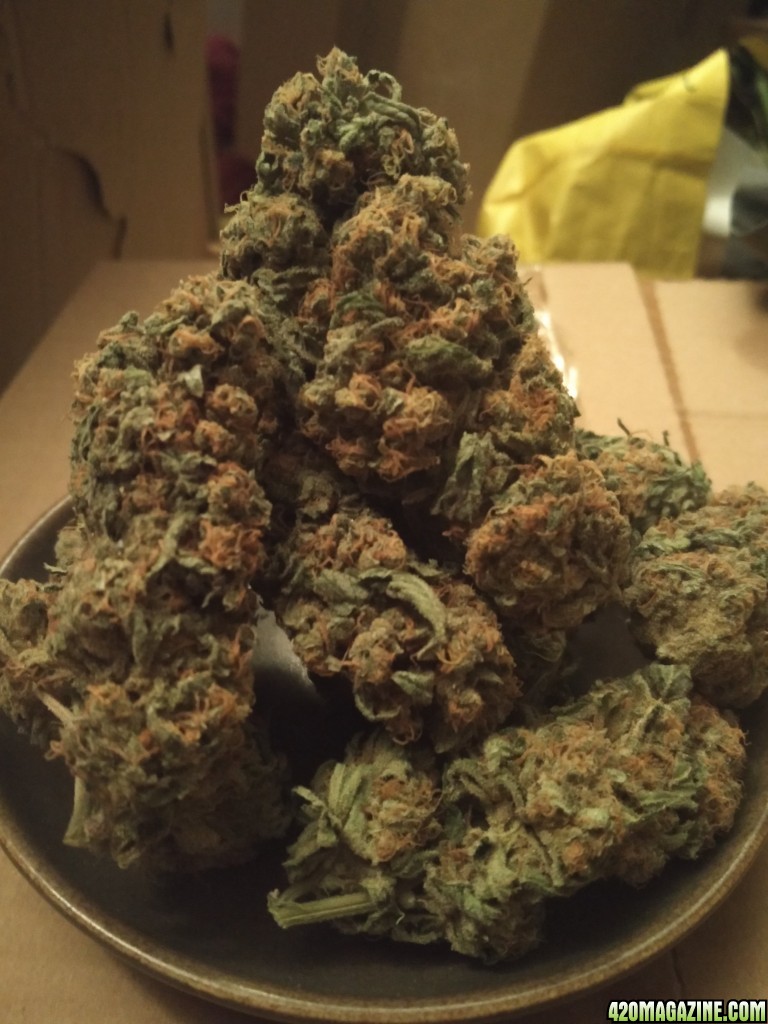 Harvest of 1 x Pinapple kush 1 x critical ush