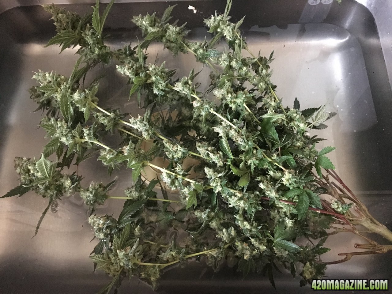 Harvest: Red Diesel (Day 208, flip + 61)