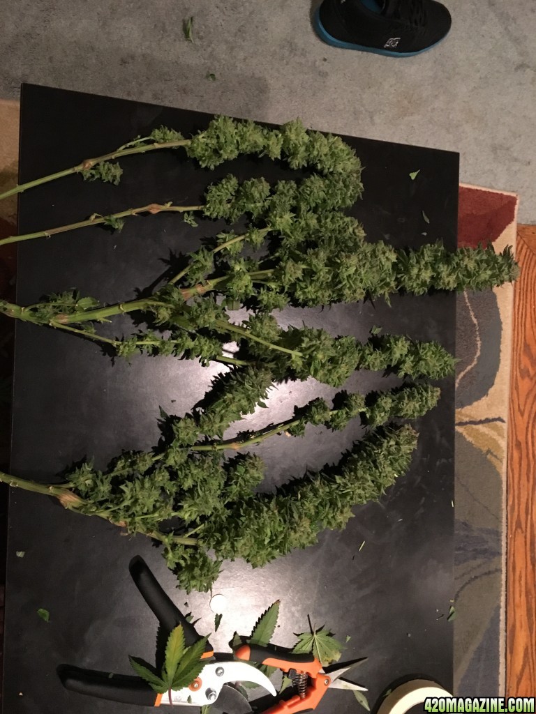 Harvest time