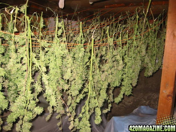 Harvest time