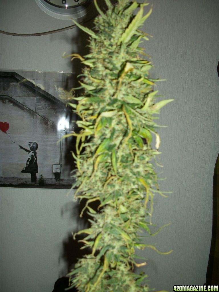 HARVEST TIME!!!!!!!!!!