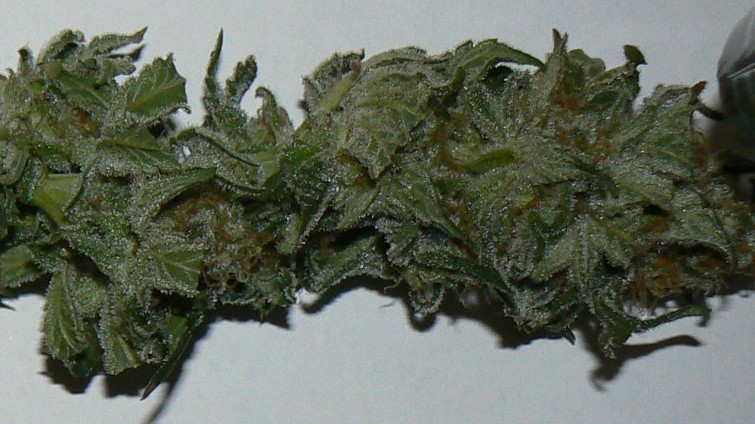 Harvest Trich Test (2).JPG