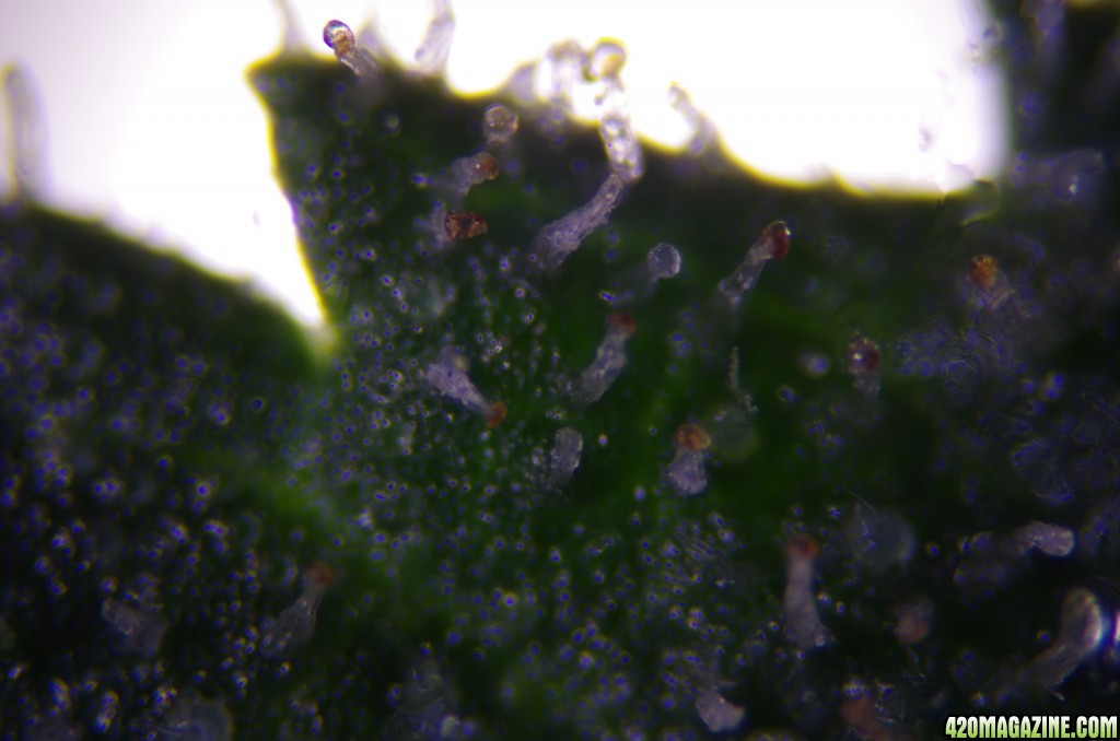 Harvest trichomes?