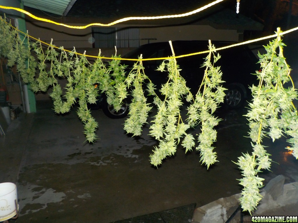 Harvest Will #1