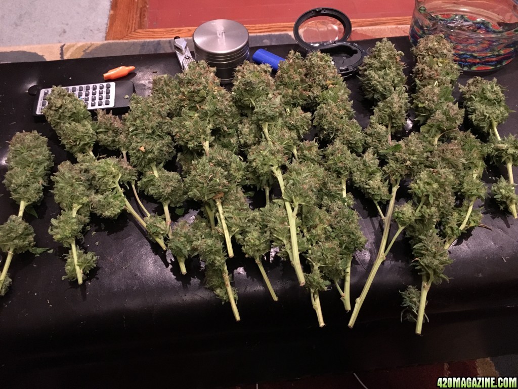 Harvest