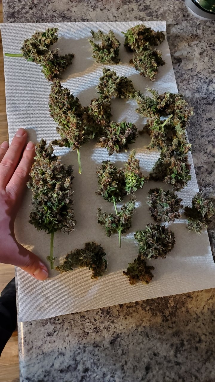 Harvest!