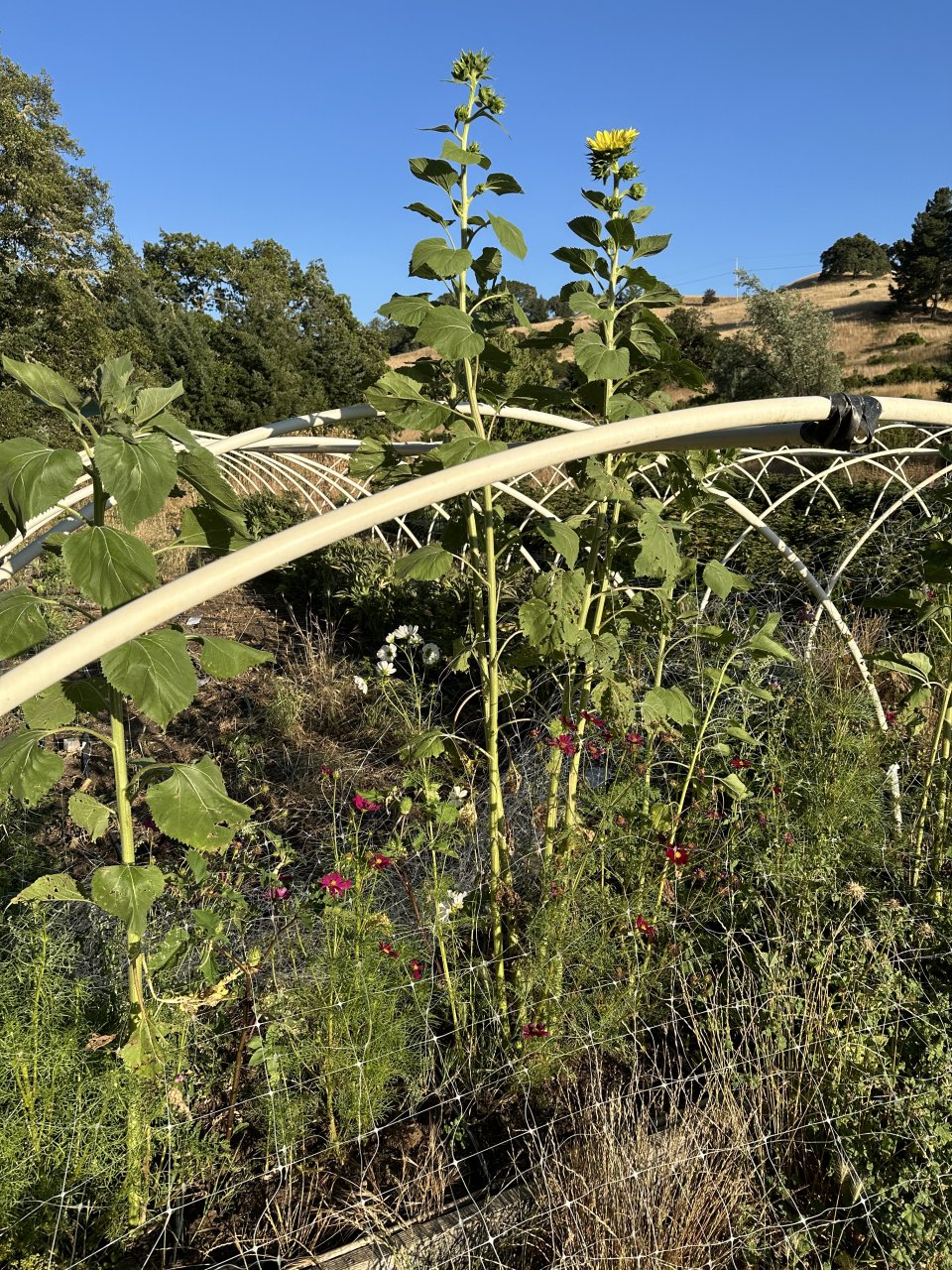 Harvest