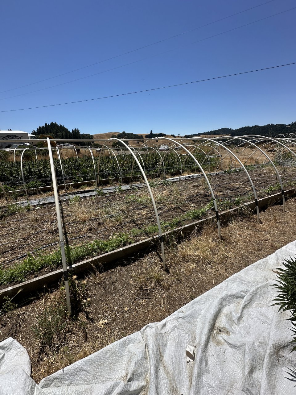 Harvest