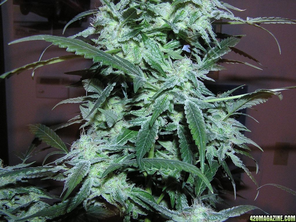 harvest_9_weeks_sunshine_indica_