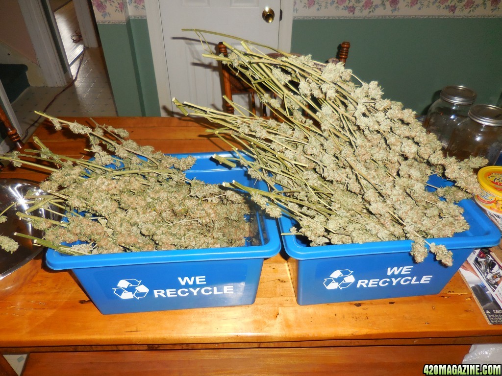 harvest_and_jaring_kosher_kush_too_001